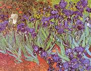 Vincent Van Gogh Irises oil on canvas